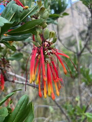 Tristerix penduliflorus (Tristerix penduliflorus)