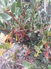 Tristerix penduliflorus (Tristerix penduliflorus)