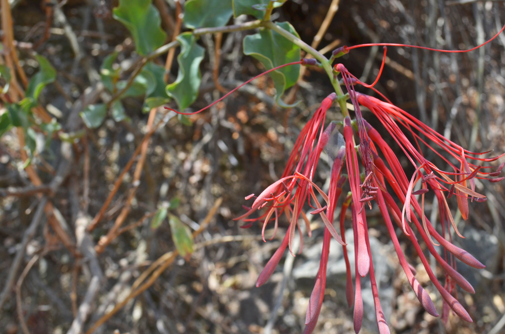 Tristerix peruvianus (Tristerix peruvianus)