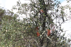 Tristerix peytonii (Tristerix peytonii)