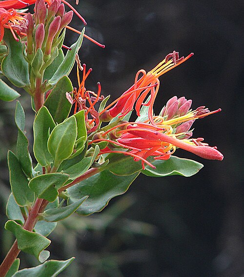 Tristerix pubescens: A Quintral or Suelda-suelda from western Peru. In context at www.dixpix.ca/sth_cordillera/flora/parasites/index.html