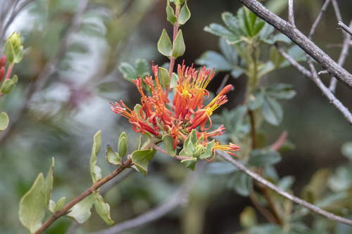 Tristerix pubescens (Tristerix pubescens)