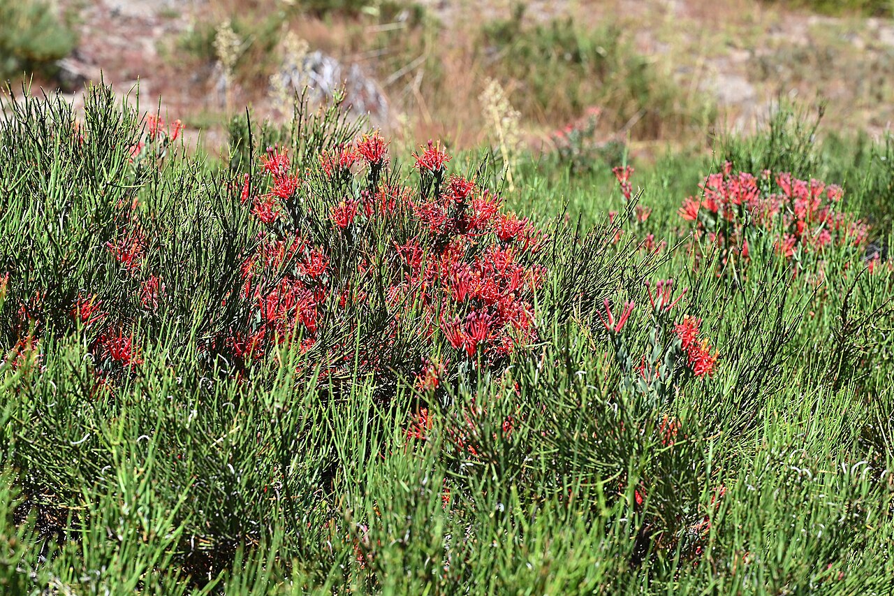 Tristerix verticillatus: Tristerix verticillatus 14km SE from El Medano in Rio Maule valley, Region del Maule, Chile