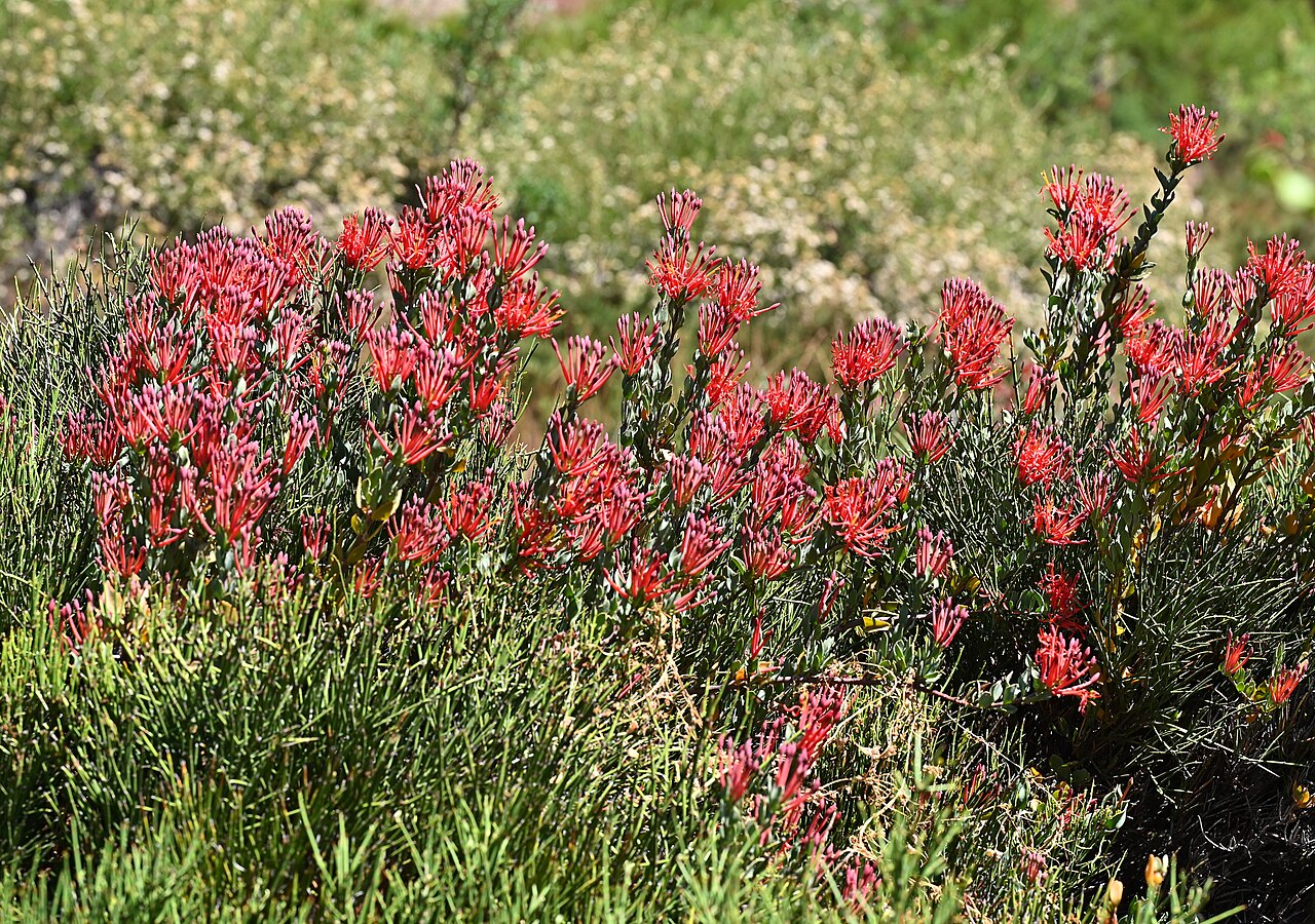 Tristerix verticillatus: Tristerix verticillatus 14km SE from El Medano in Rio Maule valley, Region del Maule, Chile