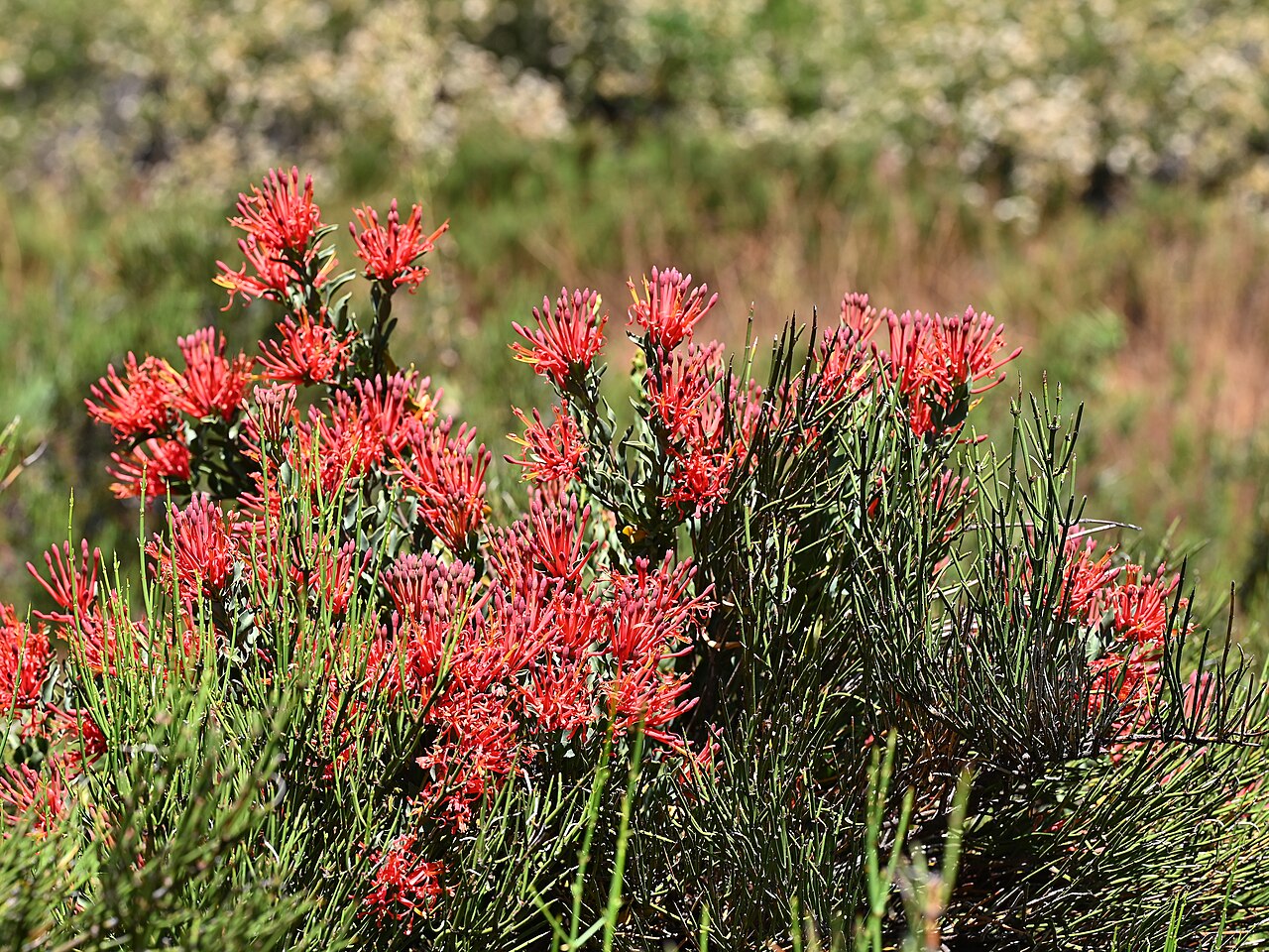Tristerix verticillatus: Tristerix verticillatus 14km SE from El Medano in Rio Maule valley, Region del Maule, Chile