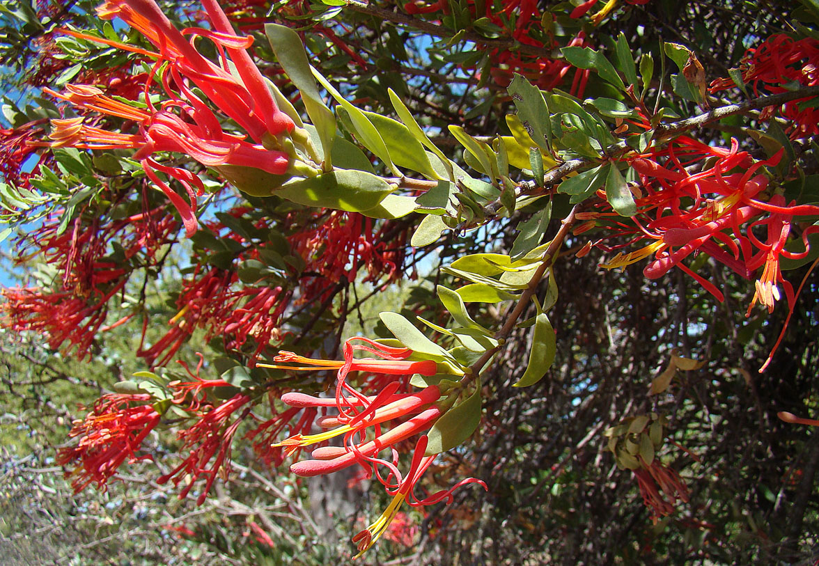 Tristerix verticillatus: A widespread and variable hemiparasite of Chile and Argentina. In context at www.dixpix.ca/sth_cordillera/flora/parasites/index.html
