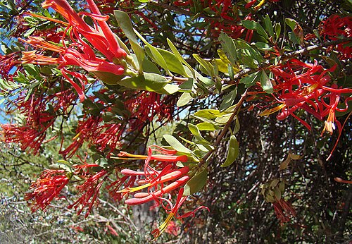 Tristerix verticillatus: A widespread and variable hemiparasite of Chile and Argentina. In context at www.dixpix.ca/sth_cordillera/flora/parasites/index.html