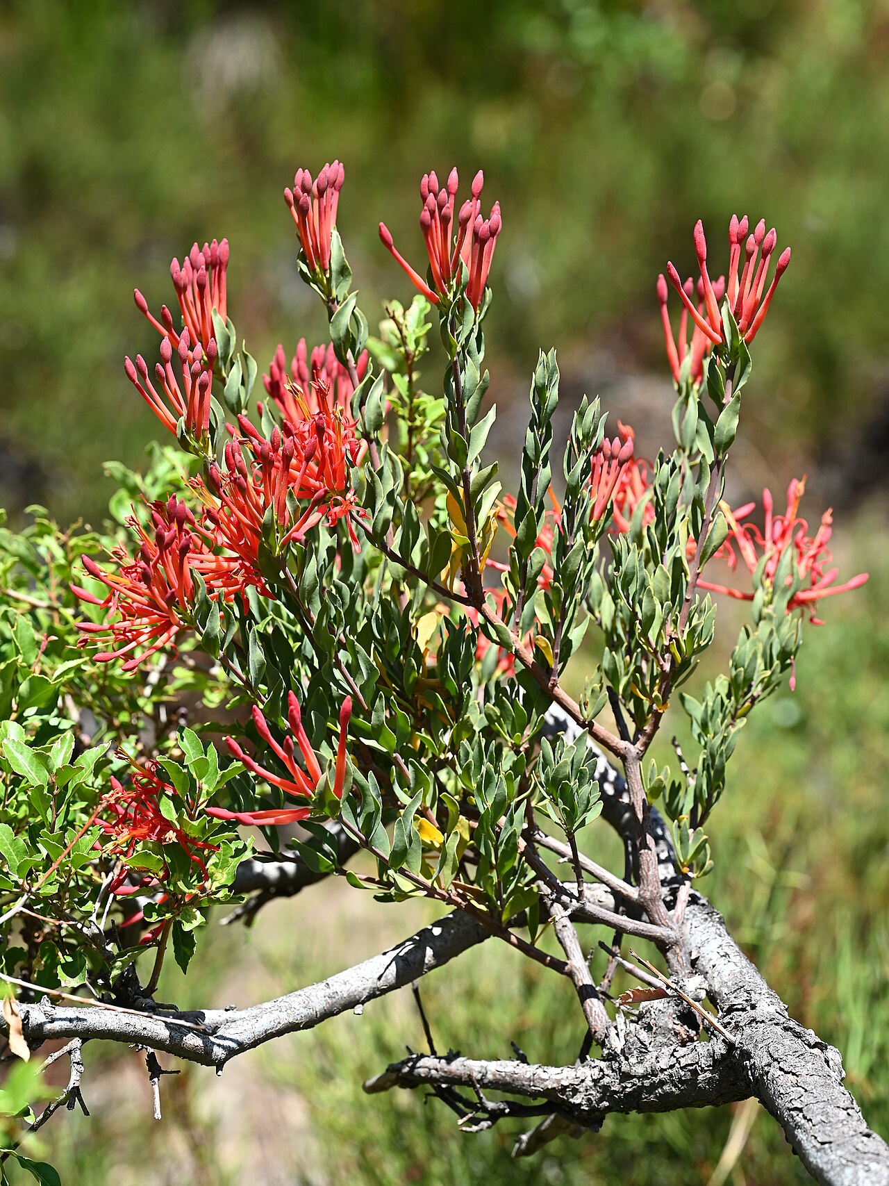 Tristerix verticillatus: Tristerix verticillatus 14km SE from El Medano in Rio Maule valley, Region del Maule, Chile