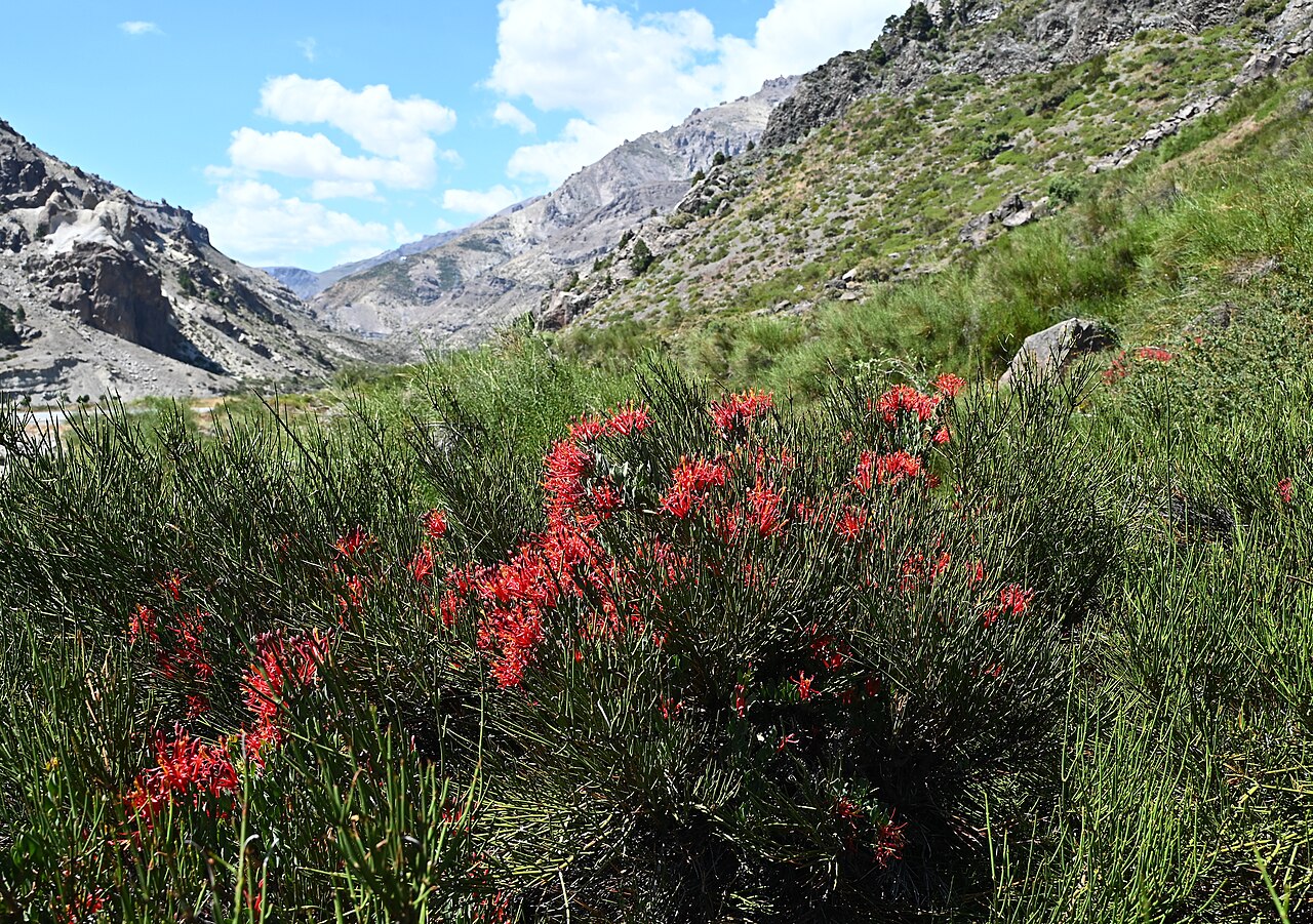 Tristerix verticillatus: Tristerix verticillatus 14km SE from El Medano in Rio Maule valley, Region del Maule, Chile