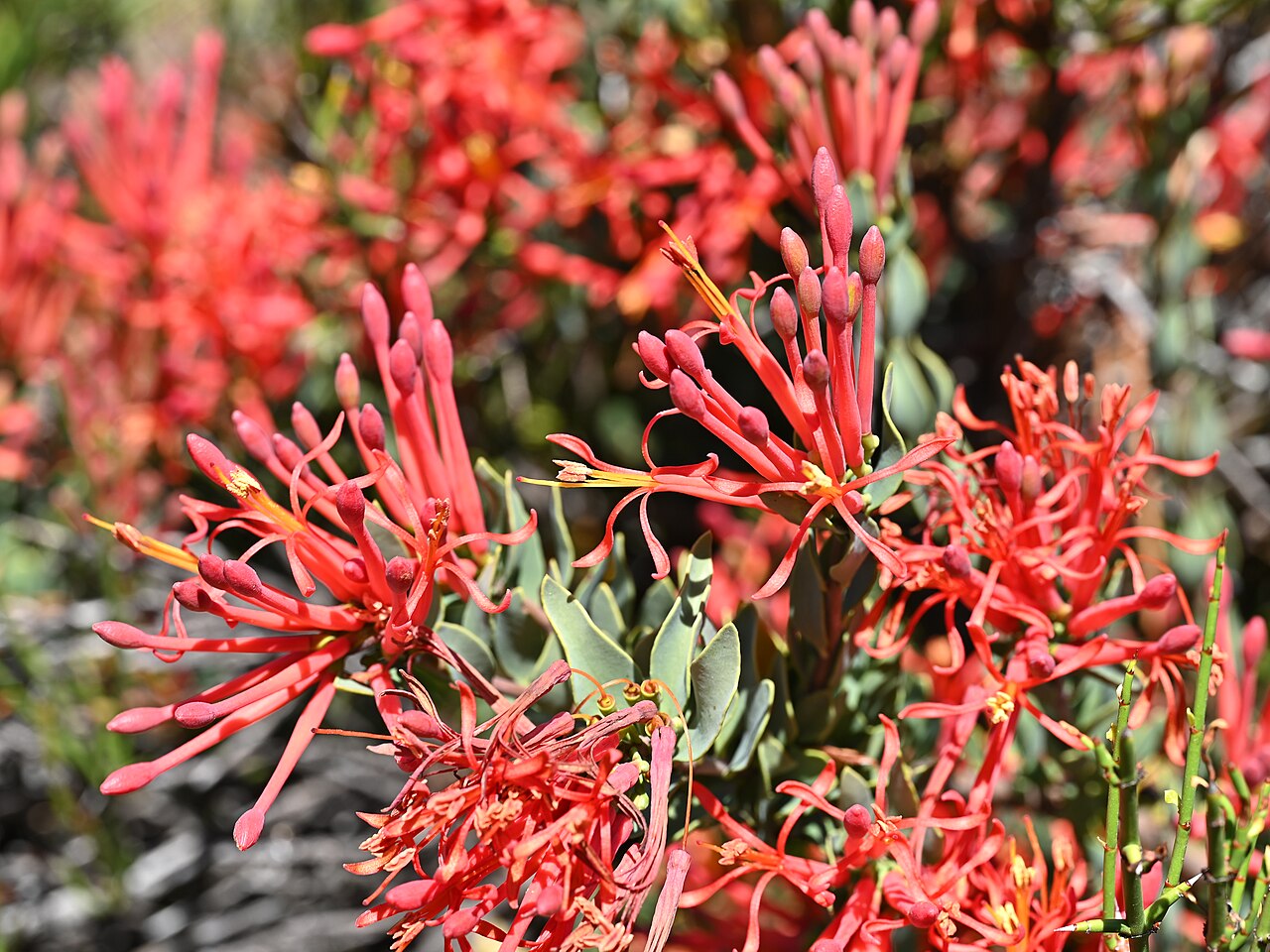 Tristerix verticillatus: Tristerix verticillatus 14km SE from El Medano in Rio Maule valley, Region del Maule, Chile