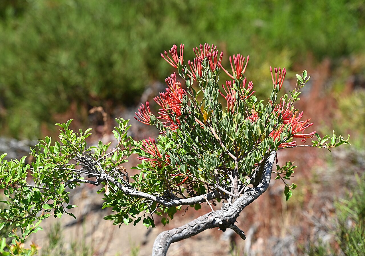 Tristerix verticillatus: Tristerix verticillatus 14km SE from El Medano in Rio Maule valley, Region del Maule, Chile