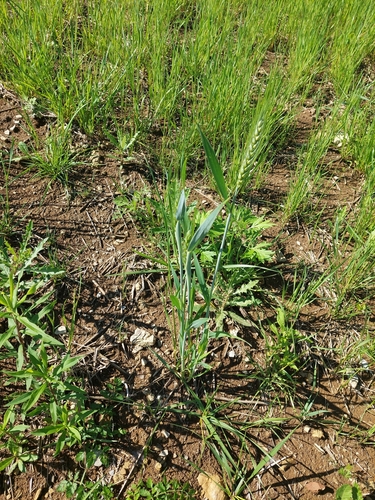Common wheat (Triticum aestivum)