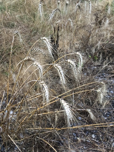 Common wheat (Triticum aestivum)