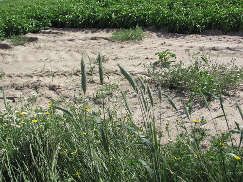 Common wheat (Triticum aestivum)