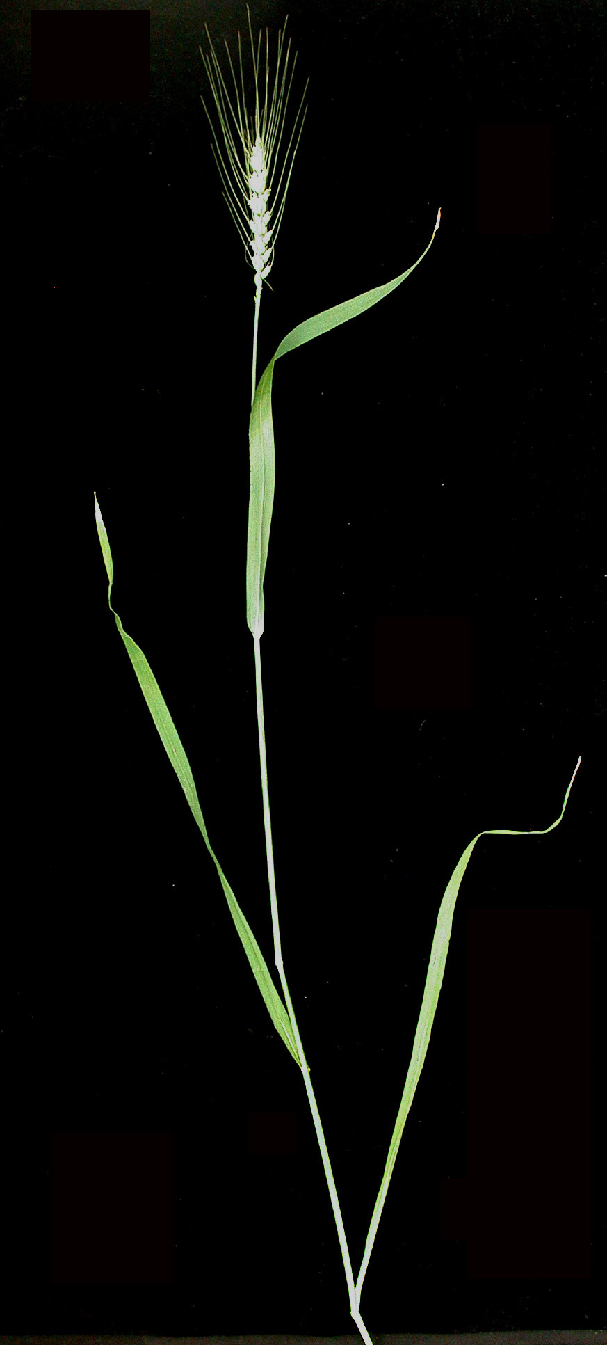 Common wheat: Nom français : blé commun. Nom anglais : common wheat. Tige, feuilles et inflorescence (épi) de blé commun.