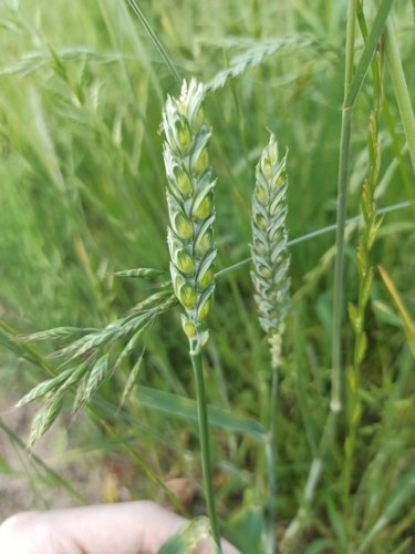 Common wheat (Triticum aestivum)