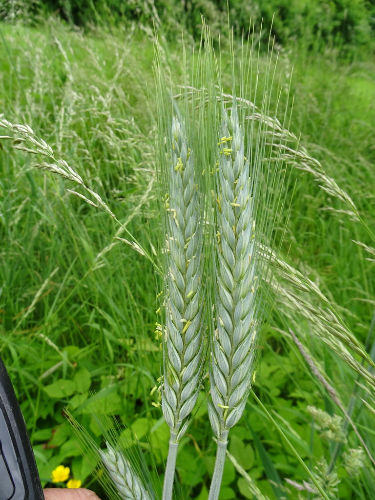 Common wheat (Triticum aestivum)