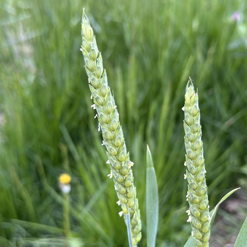 Common wheat (Triticum aestivum)