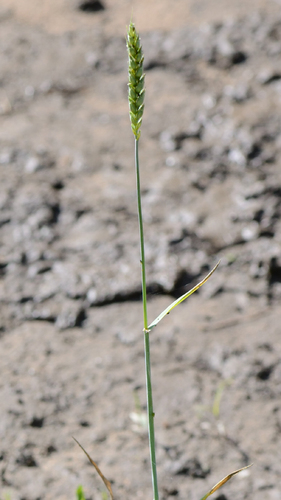 Common wheat (Triticum aestivum)