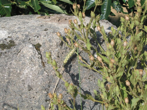 Common wheat (Triticum aestivum)