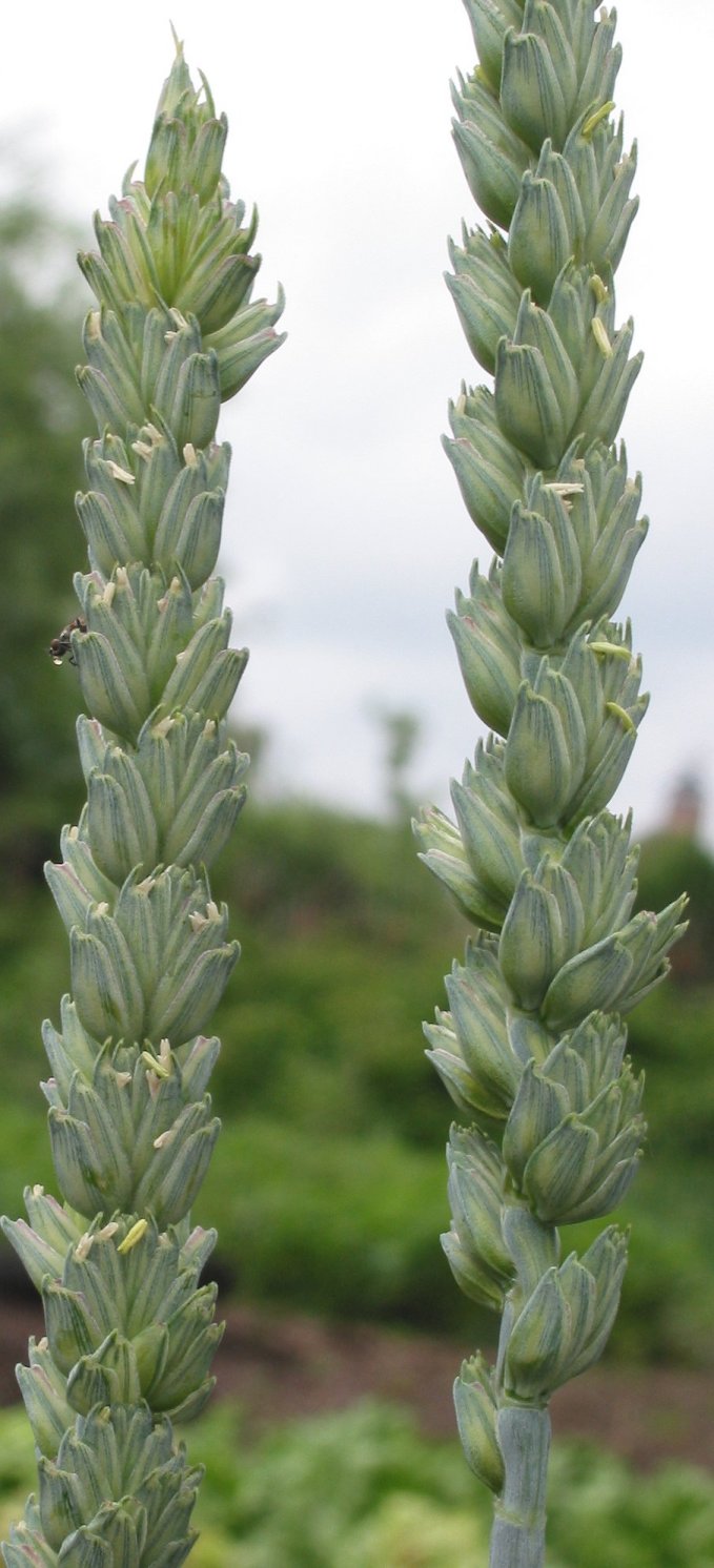 Common wheat: Triticum aestivum (Tarweaar);