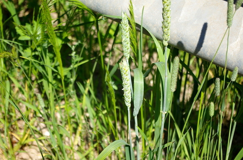 Common wheat (Triticum aestivum)