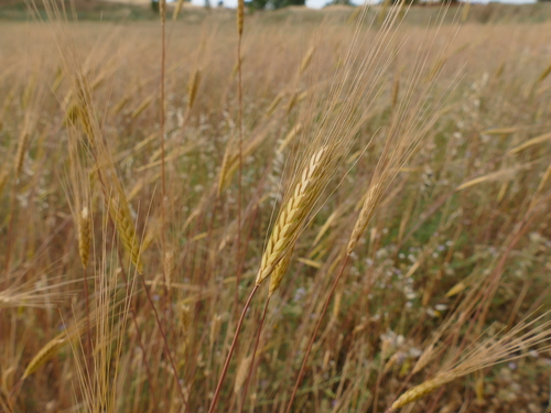 Triticum monococcum (Triticum monococcum)