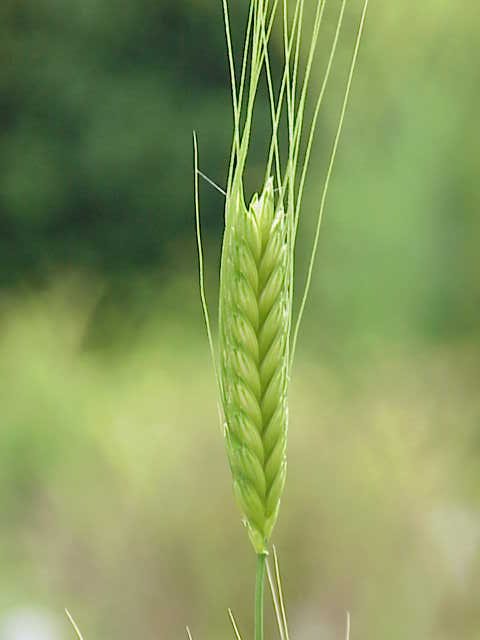 Triticum monococcum (Triticum monococcum)