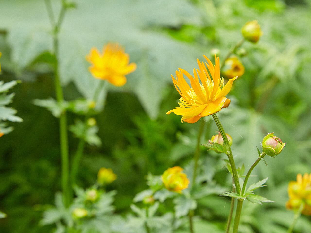 Trollius chinensis: Trollius chinensis