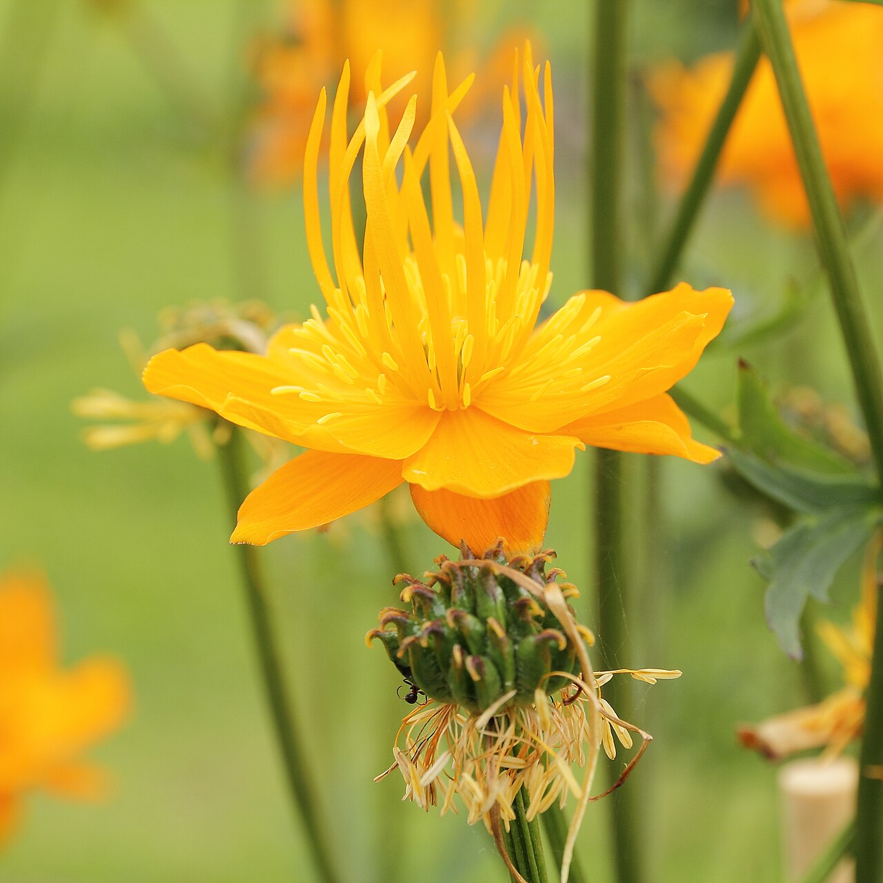 Trollius chinensis: Trollius chinensis i Bergianska trädgården .