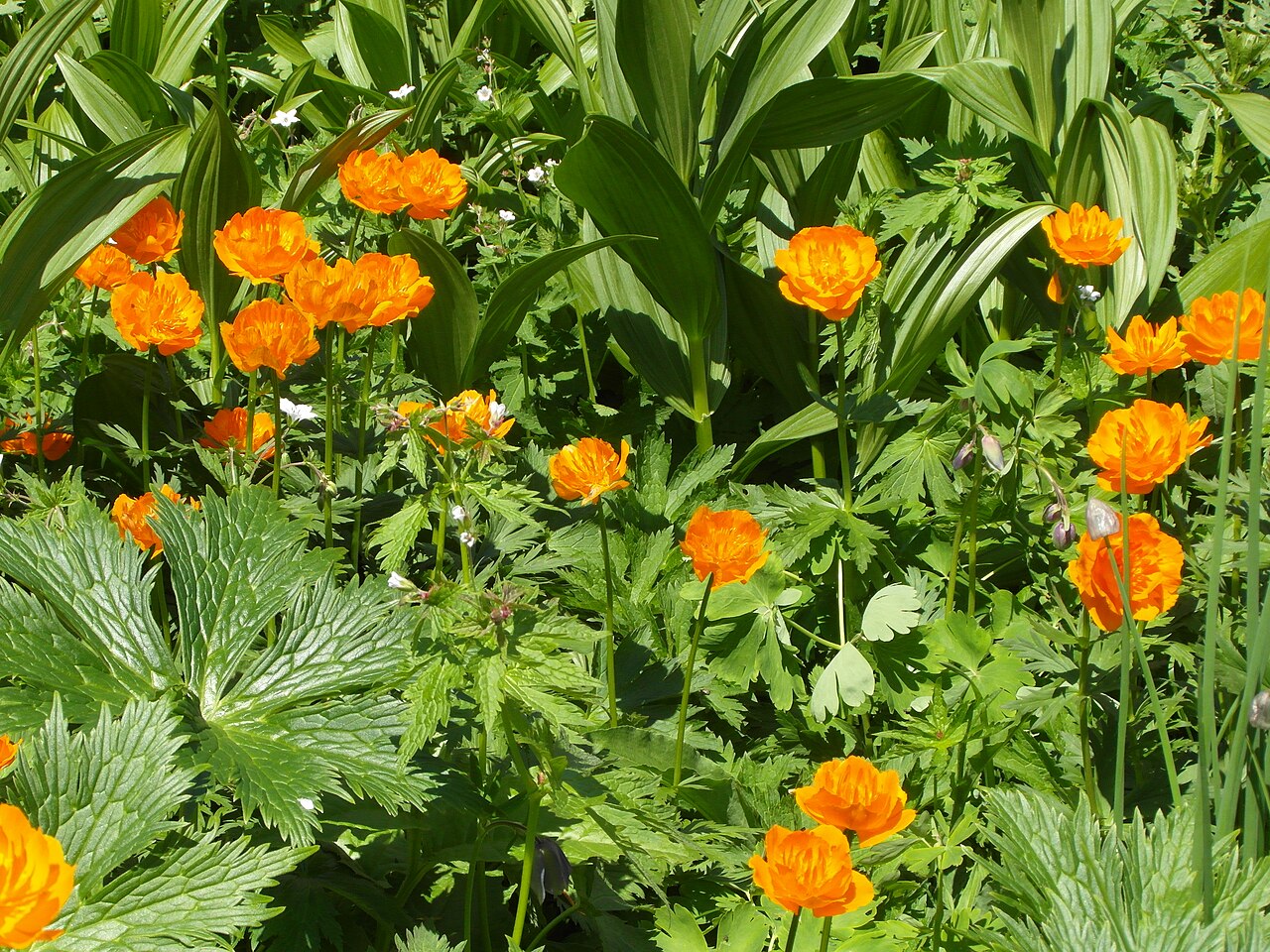 Trollius chinensis: Trollius vitalii