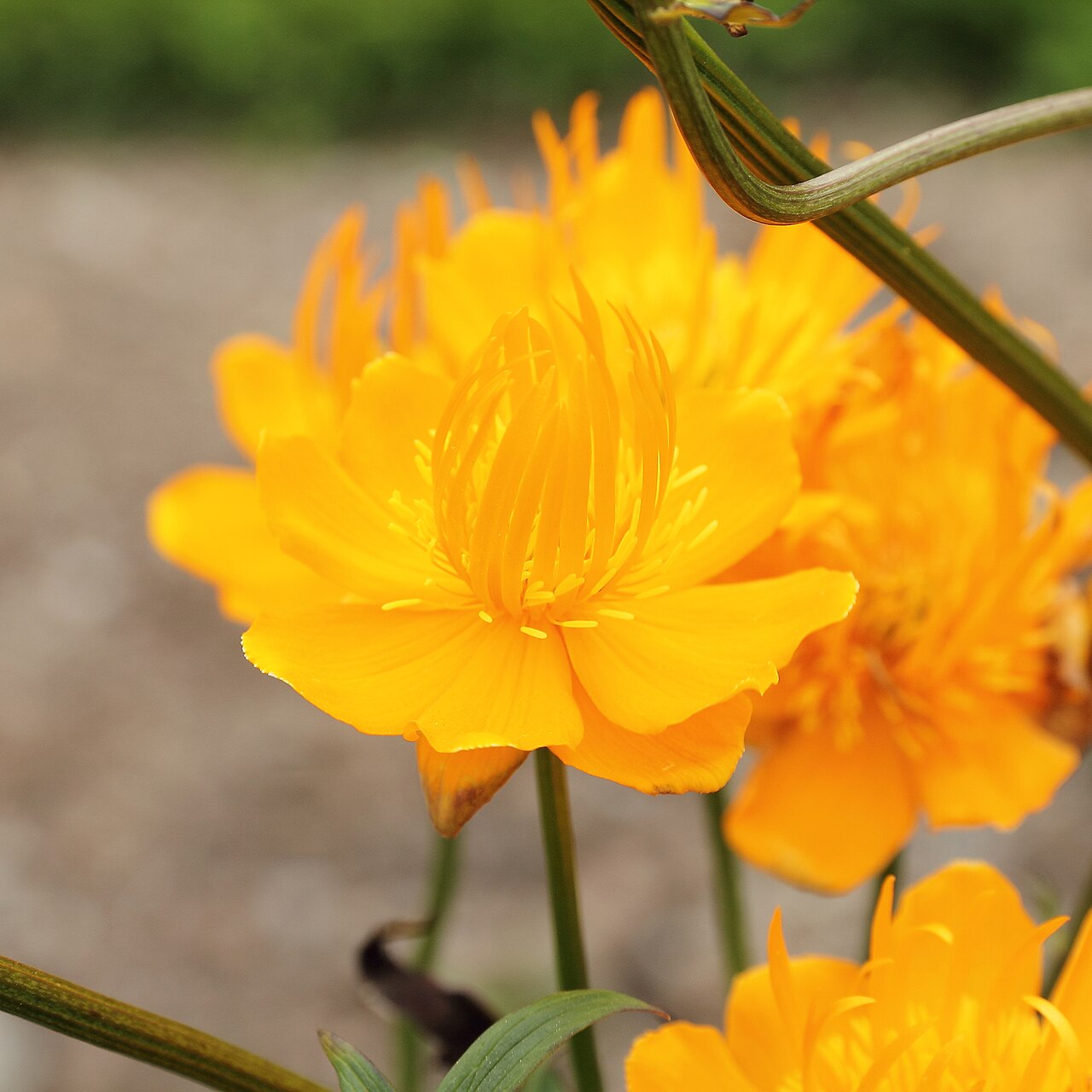 Trollius chinensis: Trollius chinensis i Bergianska trädgården .