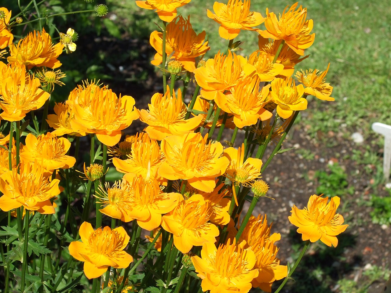 Trollius chinensis: Schloss Hohenheim - Trollius chinensis Chinesische Trollblume
