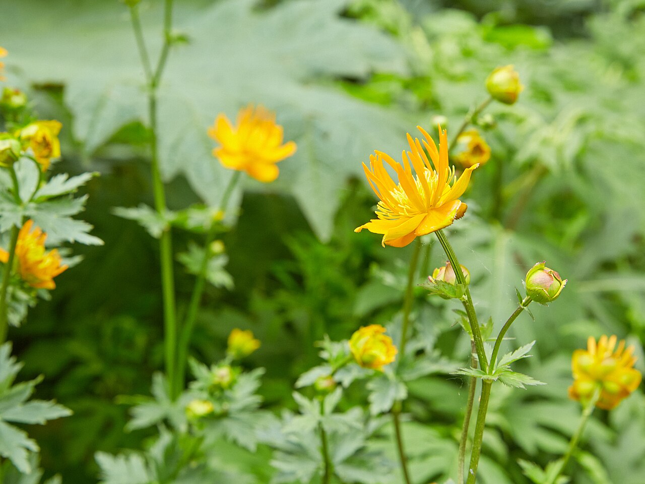 Trollius chinensis: Trollius chinensis