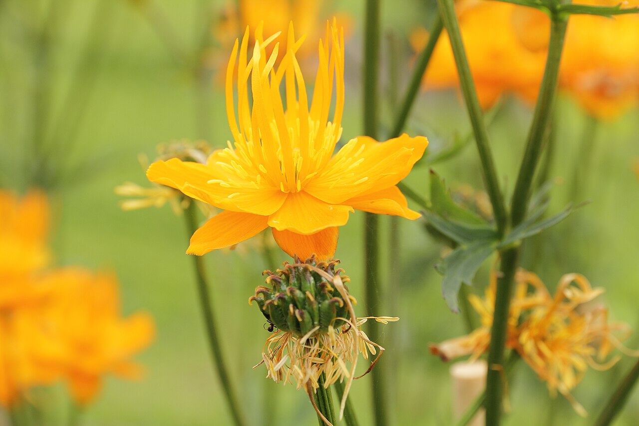 Trollius chinensis: Trollius chinensis i Bergianska trädgården .