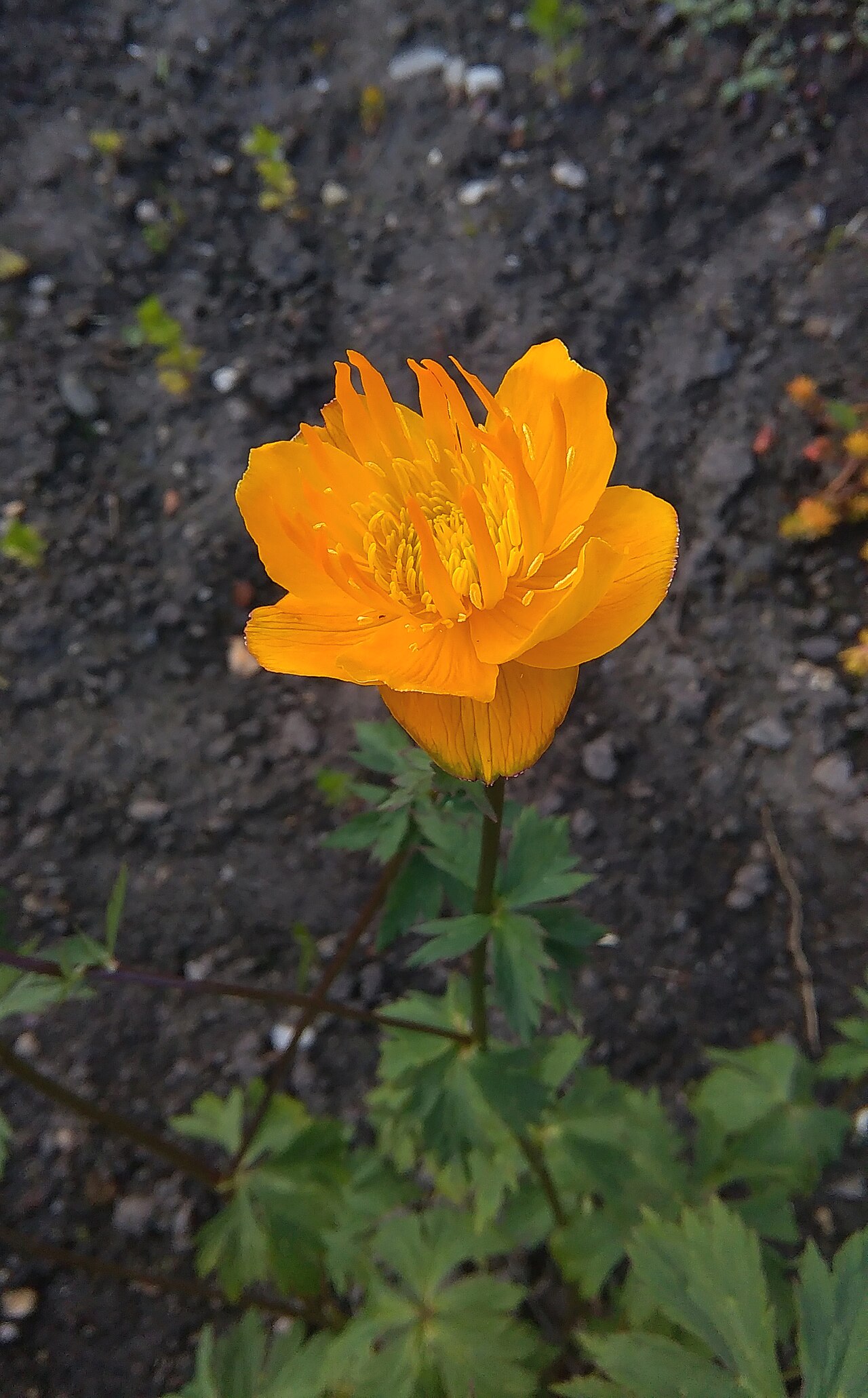 Trollius chinensis: Trollius chinensis in botanical garden in Kraków
