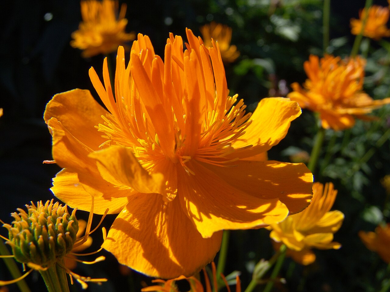 Trollius chinensis: Trollius chinensis , Island, Botanischer Garten Akureyri.