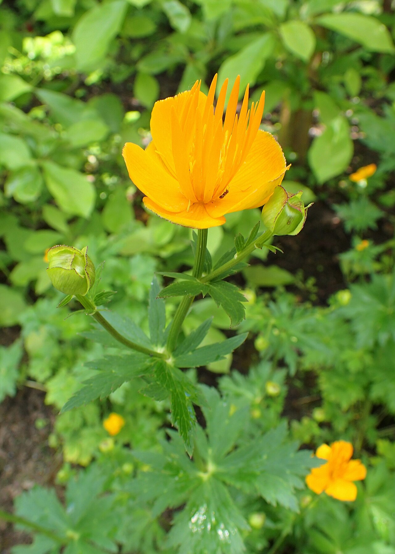 Trollius chinensis: Trollius chinensis in the Botanischer Garten, Berlin-Dahlem