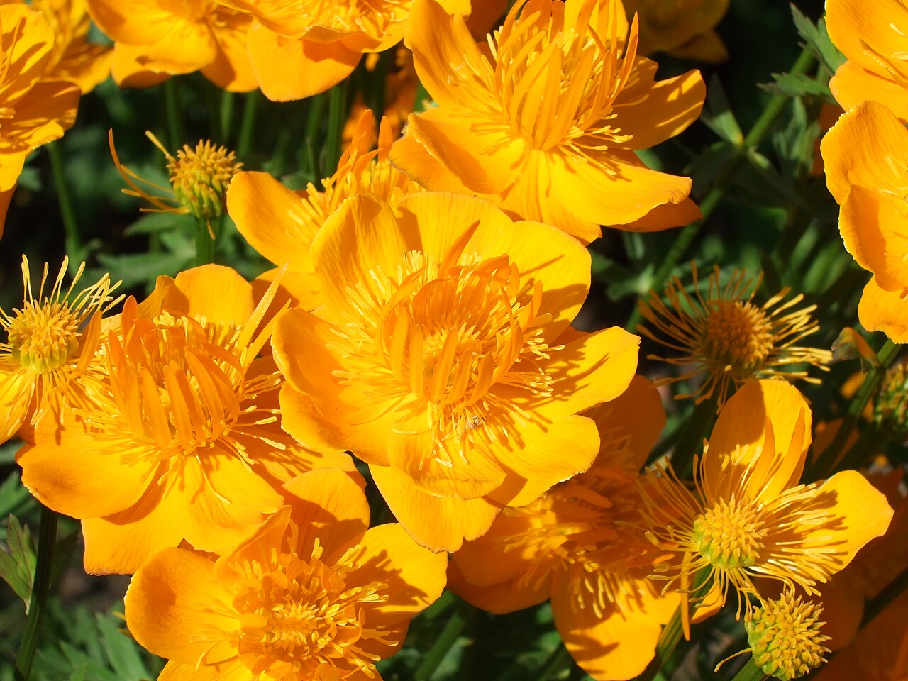 Trollius chinensis: Schloss Hohenheim - Trollius chinensis Chinesische Trollblume