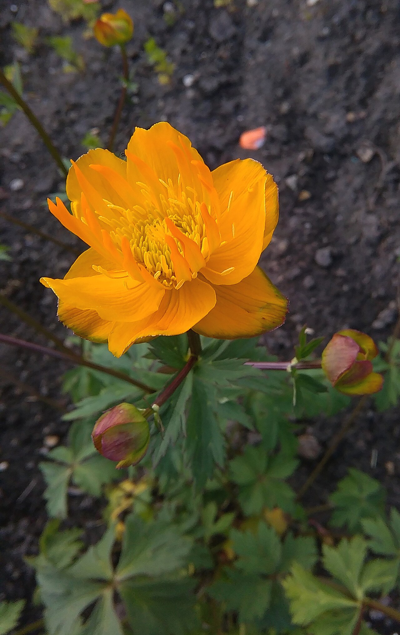 Trollius chinensis: Trollius chinensis in botanical garden in Kraków