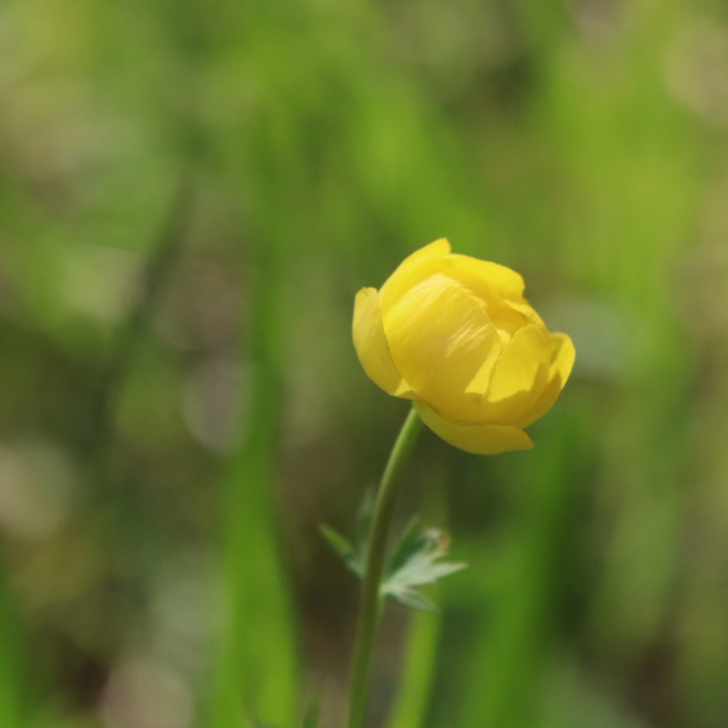 Globeflower (Trollius europaeus)