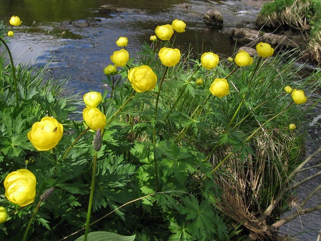 Globeflower: Globe Flowers (Trollius europaeus) beside the Tees