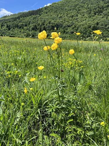 Globeflower (Trollius europaeus)