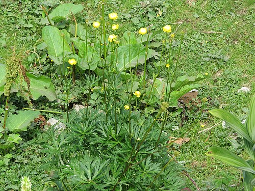 Globeflower: Trollius europaeus (globeflower) at Dürrenstein