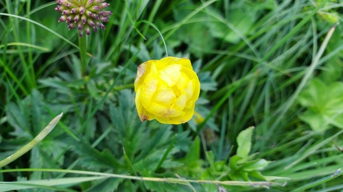 Globeflower (Trollius europaeus)