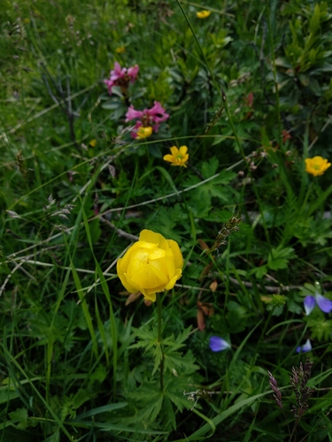 Globeflower (Trollius europaeus)
