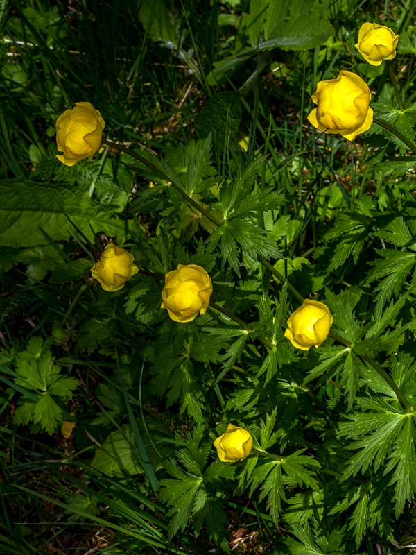 Globeflower: Trollblumen,_Trollius_europaeus im_Seebachtal