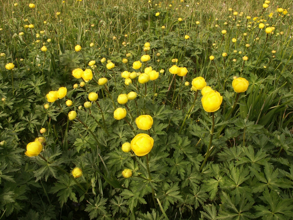 Globeflower (Trollius europaeus)