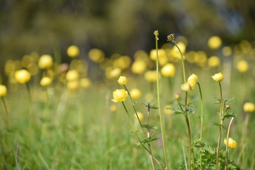 Globeflower (Trollius europaeus)