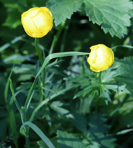 Globeflower (Trollius europaeus)